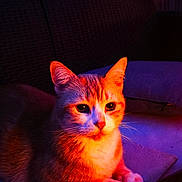 Ozzy a rejoint le concours — aidez-le/la à gagner de superbes lots ! animal, cat, closeup, cushion, cute, domestic, ears, face, feline, fur, indoor, lighting, paws, pet, portrait, purple_light, red_light, relaxing, resting, whiskers