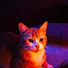 animal, cat, closeup, cushion, cute, domestic, ears, face, feline, fur, indoor, lighting, paws, pet, portrait, purple_light, red_light, relaxing, resting, whiskers