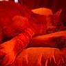 Ozzy participe au concours pour gagner de l'argent avec cette photo : animal, bedroom, blurred, cat, closeup, comfort, cozy, domestic_animal, feline, fur, indoor, orange, paw, pet, pillow, relaxing, rest, sleeping, soft, warm_light