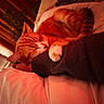 Ozzy a rejoint le concours — aidez-le/la à gagner de superbes lots ! cat, orange_tabby, sleeping, paw, arm, person, bed, blanket, cozy, indoor, closeup, resting, warm_light, comfort, feline, pet, relaxation, soft_texture, cushion, casual