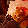 cat, orange_cat, blanket, couch, indoor, pet, feline, cozy, resting, fur, paw, warm_lighting, relaxing, animal, home, comfort, soft, sleepy, domestic, cute