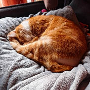 Ozzy participe au concours pour gagner de l'argent avec cette photo : cat, orange_tabby, sleeping, curled_up, blanket, soft_texture, cozy, indoor, pet, fur, resting, window_light, curtains, cushion, relaxed, animal, domestic_cat, feline, warm_light, home
