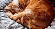 Ozzy participe au concours pour gagner de l'argent avec cette photo : animal, blanket, cat, cozy, curled_up, curtains, cushion, domestic_cat, feline, fur, home, indoor, orange_tabby, pet, relaxed, resting, sleeping, soft_texture, warm_light, window_light