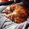 cat, orange_tabby, sleeping, curled_up, blanket, soft_texture, cozy, indoor, pet, fur, resting, window_light, curtains, cushion, relaxed, animal, domestic_cat, feline, warm_light, home
