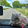 cat, persian_cat, long_hair, fluffy, gray_fur, grumpy, pet, animal, harness, pink, dashboard, car, vehicle, road, driving, navigation, tomtom, countryside, trees, outdoor