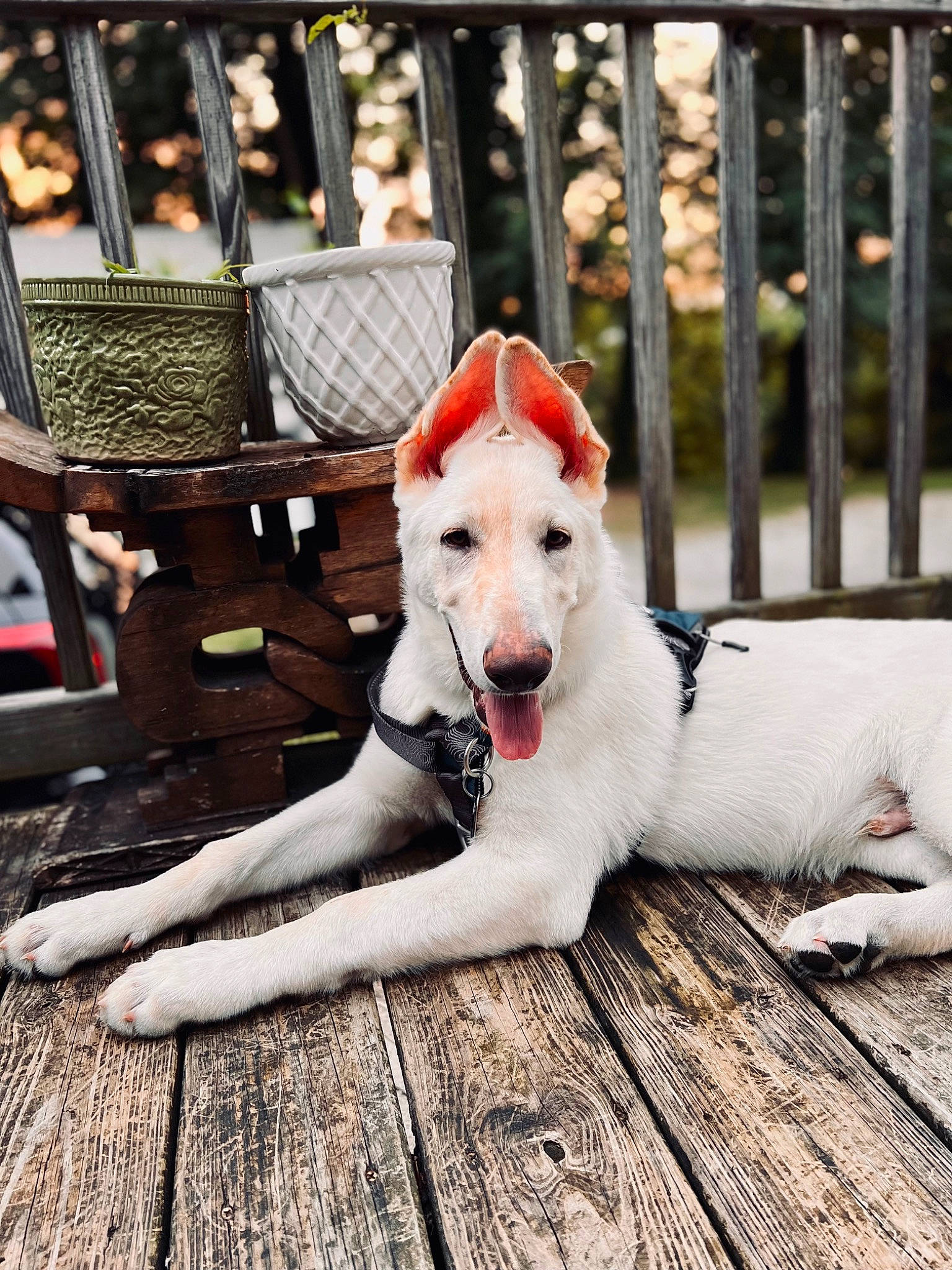 Tobie is registered to the contest to win money with this photo: canidae, carnivore, collar, companion_dog, dog, dog_breed, dog_collar, dog_supply, fashion_accessory, fawn, fence, fur, leash, metal, pet_supply, snout, sporting_group, tail, wood, working_animal