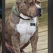 Odin participe au concours pour gagner de l'argent avec cette photo : dog, brindle, collar, pet, canine, sitting, wooden_deck, outdoor, animal, brown, white_chest, paw, ears, tag, leash, fence, nature, domestic_animal, companion, watchful