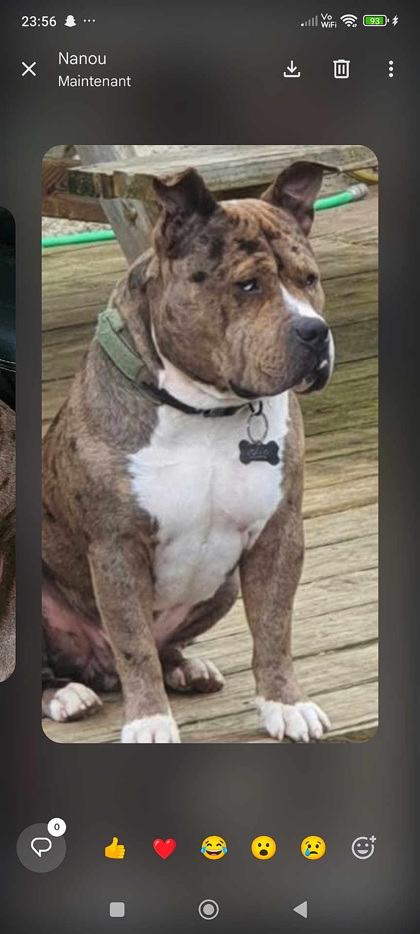 Odin participe au concours pour gagner de l'argent avec cette photo : dog, brindle, collar, pet, canine, sitting, wooden_deck, outdoor, animal, brown, white_chest, paw, ears, tag, leash, fence, nature, domestic_animal, companion, watchful