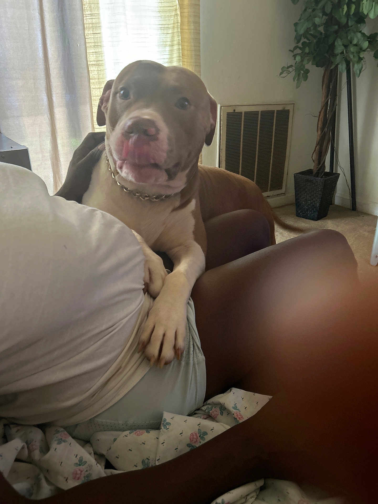 Zane