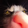 animal, cat, close_up, curious, cute, dark_background, face, feline, fur, indoor, macro, mammal, nose, pet, portrait, snout, soft_light, whiskers, yellow_eyes