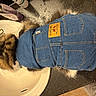 Paz Prudencio R is registered to the contest to win money with this photo: adorable, animal, bathroom, cat, clothing, comfy, countertop, cozy, cute, denim_jacket, domestic_animal, fluffy, fur, furniture, household, indoor, pet, resting, sink, wearing