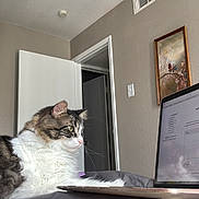 Paz Prudencio R joined the competition — help win amazing prizes! bed, cat, cozy, curious, data, feline, home, indoor, laptop, open_door, painting, pet, poster, relaxed, research, screen, study, tabby, wall, white_fur