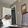 bed, cat, cozy, curious, data, feline, home, indoor, laptop, open_door, painting, pet, poster, relaxed, research, screen, study, tabby, wall, white_fur