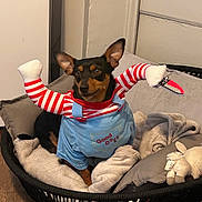 Marcel a rejoint le concours — aidez-le/la à gagner de superbes lots ! dog, pet, costume, clothing, bed, blanket, plush_toy, indoor, wooden_floor, black_basket, funny, small_dog, canine, cute, relaxed, domestic, animal, comfort, toy, resting