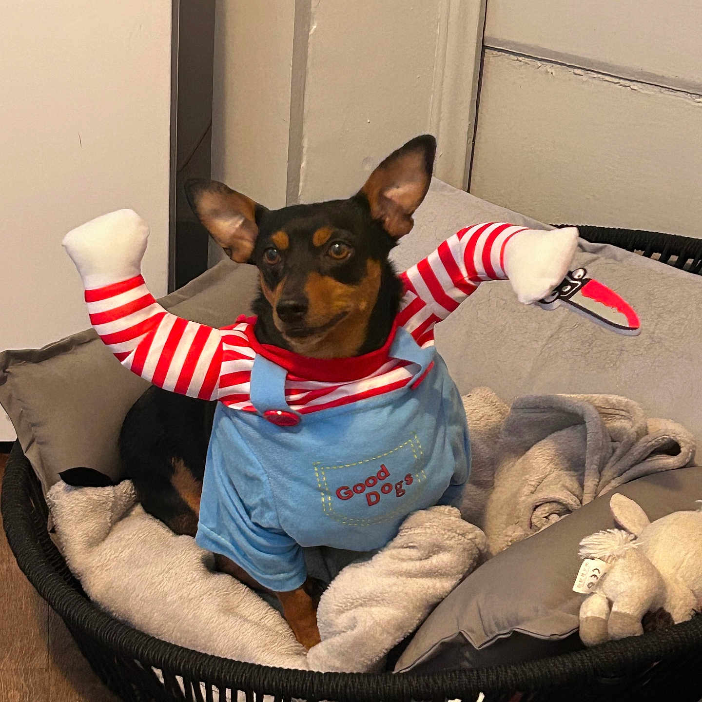 Marcel a rejoint le concours — aidez-le/la à gagner de superbes lots ! dog, pet, costume, clothing, bed, blanket, plush_toy, indoor, wooden_floor, black_basket, funny, small_dog, canine, cute, relaxed, domestic, animal, comfort, toy, resting