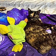 Zoloft joined the competition — help win amazing prizes! cat, tortoiseshell_cat, plush_toy, green_duck, blanket, galaxy_pattern, bed, fur, pet, animal, relaxed, indoor, cozy, resting, looking, yellow_eyes, soft_toy, fabric, purple, comfort