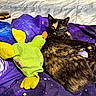 cat, tortoiseshell_cat, plush_toy, green_duck, blanket, galaxy_pattern, bed, fur, pet, animal, relaxed, indoor, cozy, resting, looking, yellow_eyes, soft_toy, fabric, purple, comfort