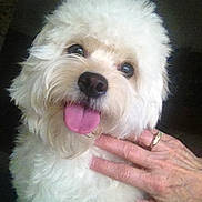 Bella is registered to the contest to win money with this photo: animal, canine, close_up, companion, cute, dog, domestic_animal, fluffy, friendly, fur, hand, happy, human_hand, indoor, mammal, paw, pet, portrait, tongue_out, white_dog