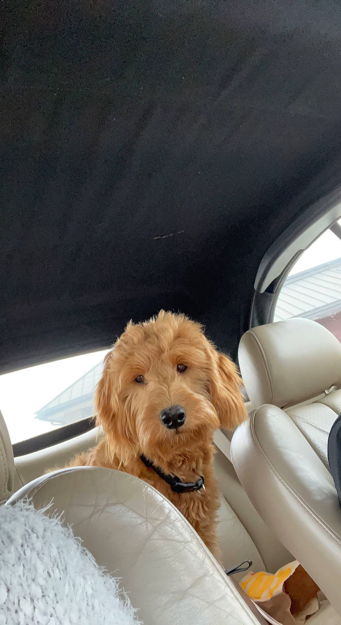 Roman is registered to the contest to win money with this photo: automotive_exterior, canidae, car_seat, car_seat_cover, carnivore, comfort, companion_dog, dog, dog_breed, eyewear, fawn, fur, pet_supply, seat_belt, snout, sporting_group, toy, vehicle, vehicle_door, windshield