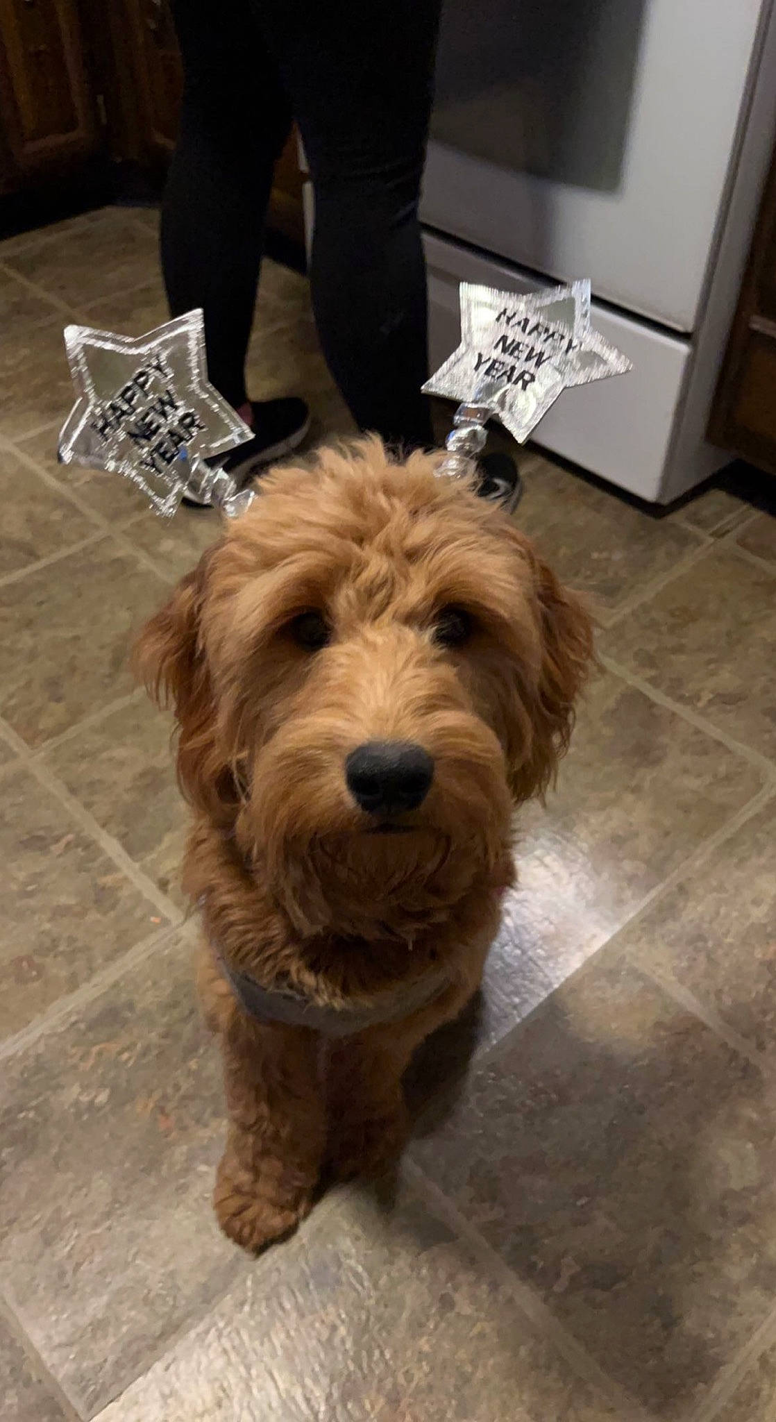 Roman joined the competition — help win amazing prizes! canidae, carnivore, companion_dog, dog, dog_breed, flooring, fur, hardwood, liver, poodle_crossbreed, small_terrier, snout, sporting_group, terrier, tile, toy_dog, wood, working_animal