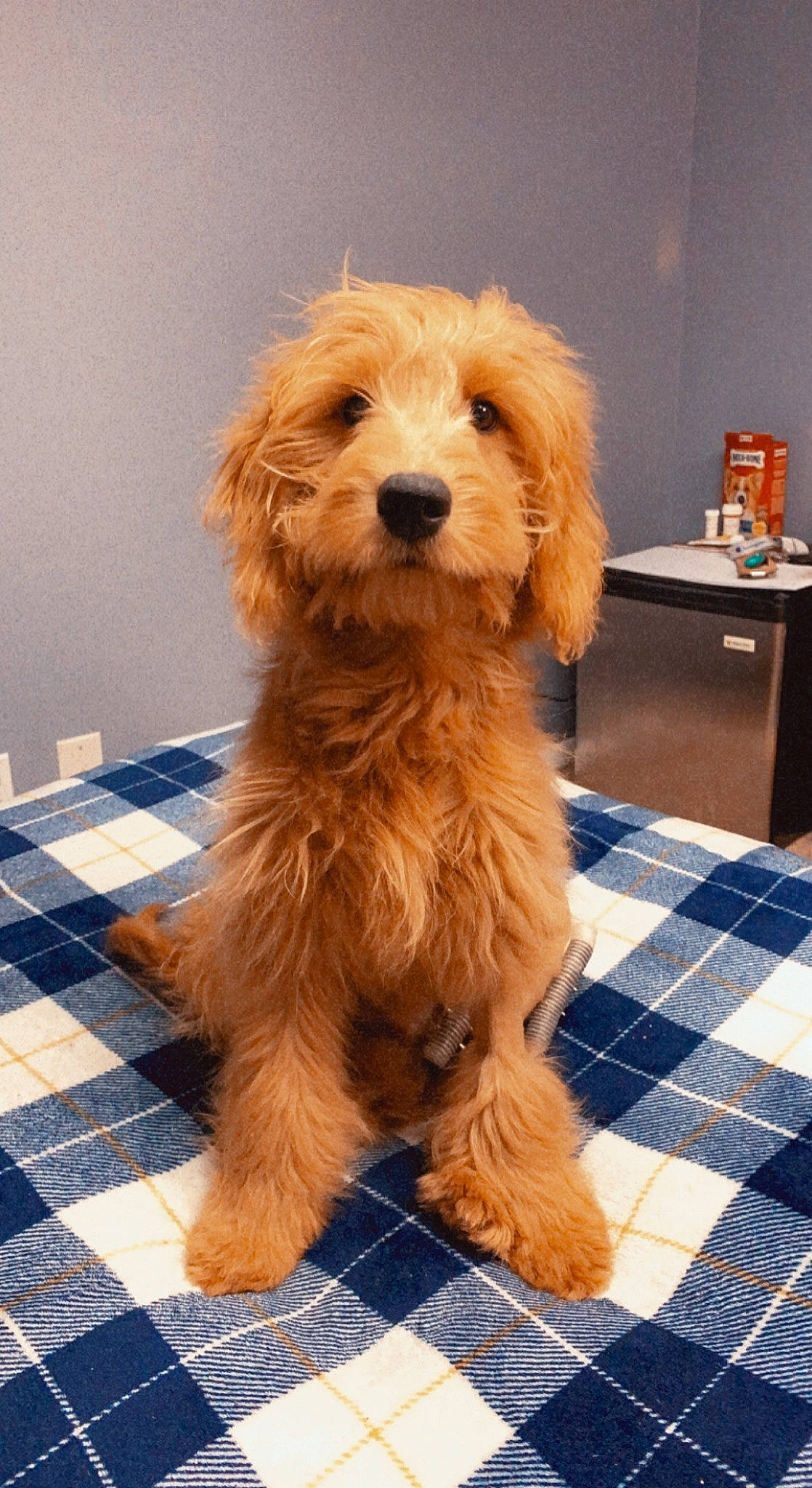 Roman is registered to the contest to win money with this photo: canidae, carnivore, companion_dog, dog, dog_breed, drawer, event, flooring, fur, liver, pattern, plaid, snout, sporting_group, table, tartan, terrier, toy_dog, wood, working_animal