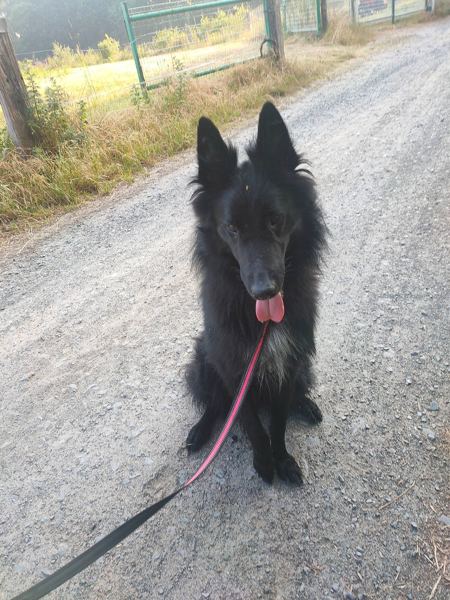 Swanou participe au concours pour gagner de l'argent avec cette photo : black_norwegian_elkhound, canidae, carnivore, collar, companion_dog, dog, dog_breed, dog_collar, dog_supply, fence, herding_dog, non_sporting_group, plant, road_surface, snout, sporting_group, tail, working_animal, working_dog