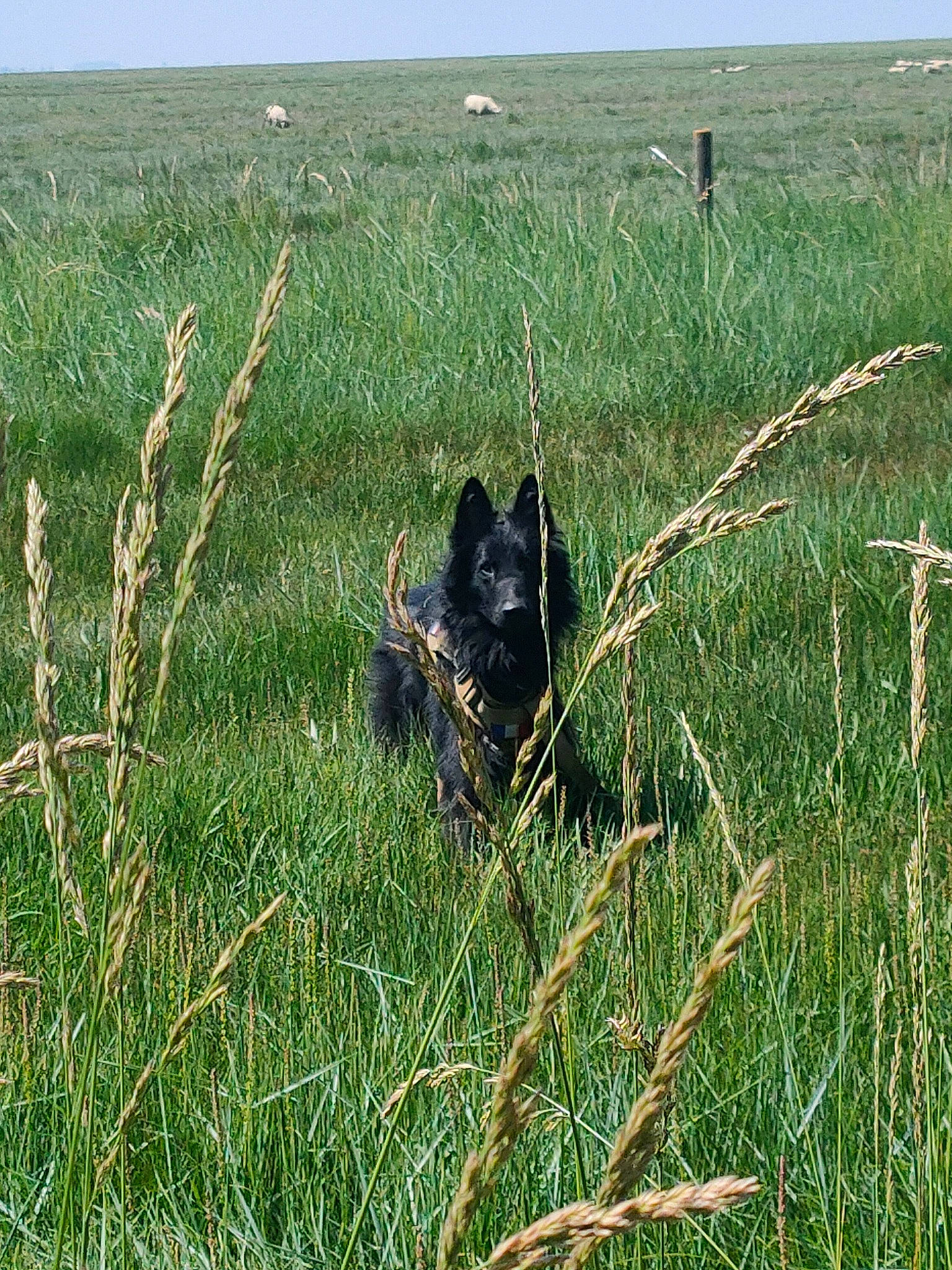 Swanou a rejoint le concours — aidez-le/la à gagner de superbes lots ! canidae, carnivore, dog_breed, ecoregion, field, flowering_plant, grass, grass_family, grassland, meadow, natural_landscape, pasture, plant, prairie, shrubland, sky, sporting_group, steppe, terrestrial_animal, terrestrial_plant
