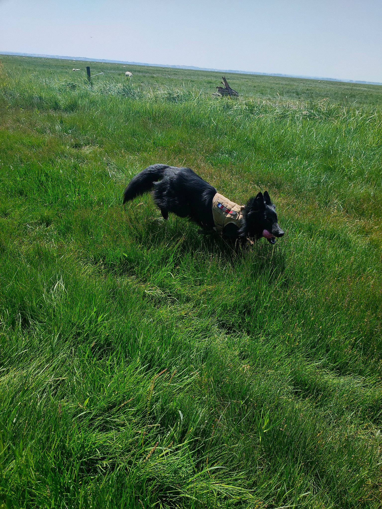 Swanou a rejoint le concours — aidez-le/la à gagner de superbes lots ! canidae, carnivore, dog, dog_breed, field, grass, grassland, groundcover, landscape, meadow, pasture, plant, prairie, sky, soil, sporting_group, tail, terrestrial_animal, water_dog, working_animal