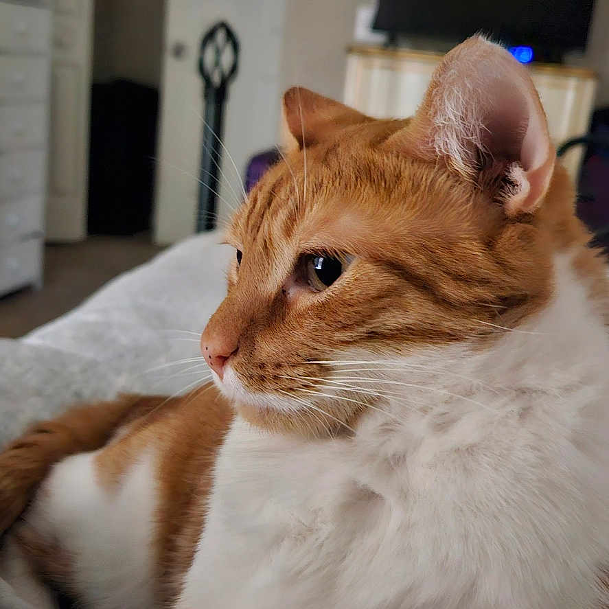 Gizmo is registered to the contest to win money with this photo: animal, bed, blanket, cat, close_up, cute, domestic_cat, feline, fur, ginger_cat, household, indoor, paws, pet, portrait, relaxed, resting, side_view, whiskers, white_fur
