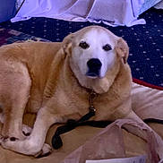 Journey is registered to the contest to win money with this photo: dog, lying, indoor, dog_bed, carpet, calm, leash, plastic_bag, furniture, floor, pet, canine, resting, collar, brown, beige, white, black, cord, household