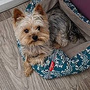 Oreo a rejoint le concours — aidez-le/la à gagner de superbes lots ! animal, brown, companion, cozy, curious_expression, cute, dog, domestic_pet, ears, fluffy, fur, gray, home, indoor, looking_up, pet_bed, relaxed, resting, small_dog, wooden_floor
