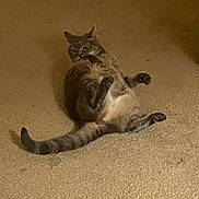 Miley joined the competition — help win amazing prizes! animal, beige, carpet, cat, cute, ears, floor, fur, furniture, home, indoor, lying_down, paws, pet, playful, relaxed, tabby, tail, whiskers, wooden_cabinet