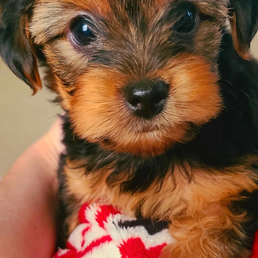 Toby is registered to the contest to win money with this photo: animal, blanket, close_up, cozy, cute, dog, domestic_animal, eyes, face, fluffy, fur, pattern, pet, portrait, puppy, red, snuggled, warm, white, young