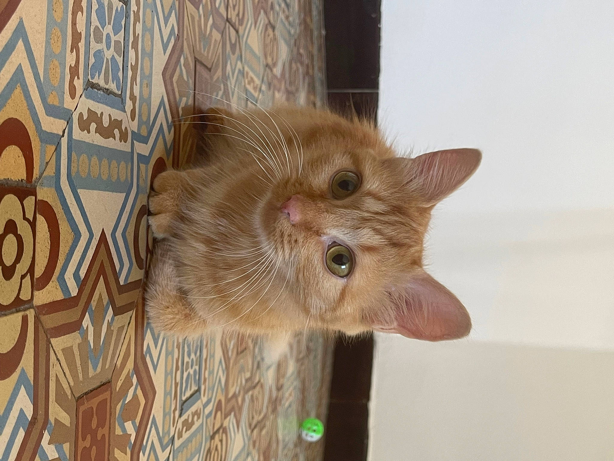 Nala a rejoint le concours — aidez-le/la à gagner de superbes lots ! art, carnivore, cat, claw, domestic_short_haired_cat, fawn, felidae, flooring, fur, hardwood, small_to_medium_sized_cats, snout, tail, whiskers, wood