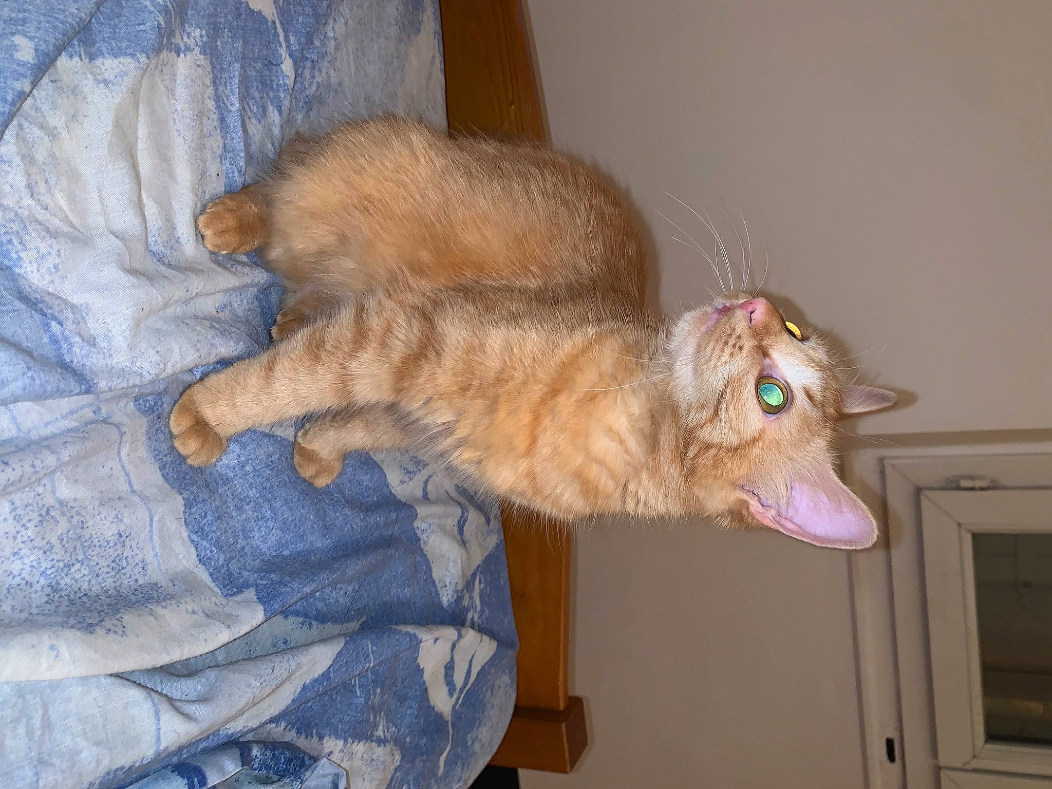 Nala participe au concours pour gagner de l'argent avec cette photo : canidae, carnivore, cat, claw, comfort, dog_breed, domestic_short_haired_cat, fawn, felidae, fur, small_to_medium_sized_cats, sporting_group, tail, whiskers