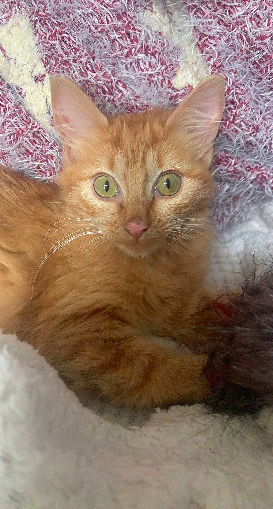 Nala a rejoint le concours — aidez-le/la à gagner de superbes lots ! carnivore, cat, claw, close_up, domestic_short_haired_cat, fawn, felidae, fur, iris, paw, small_to_medium_sized_cats, snout, tail, terrestrial_animal, whiskers, wildlife, window