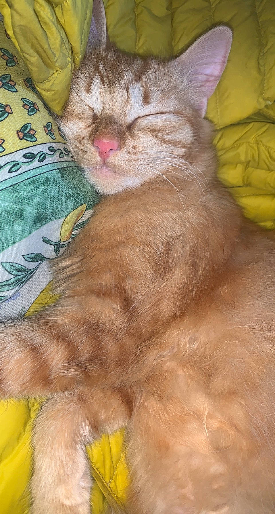 Nala participe au concours pour gagner de l'argent avec cette photo : carnivore, cat, claw, comfort, domestic_short_haired_cat, fawn, felidae, fur, nap, paw, small_to_medium_sized_cats, snout, tail, whiskers