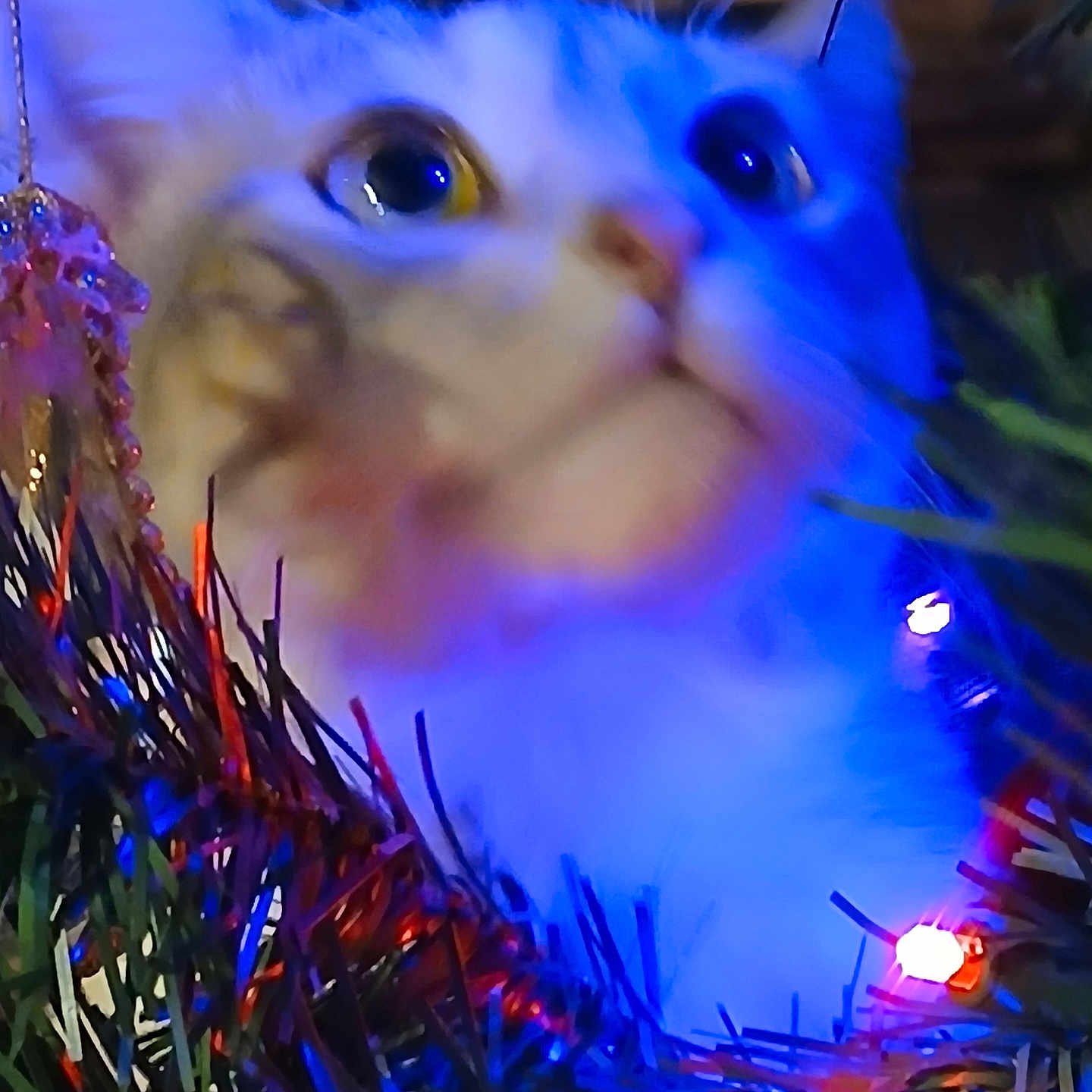 Love Bug joined the competition — help win amazing prizes! animal, blue_light, blurred_background, cat, christmas_lights, christmas_tree, close_up, colorful, curious, decoration, festive, fur, greenery, holiday, indoors, nature, ornament, pet, soft_focus, whiskers