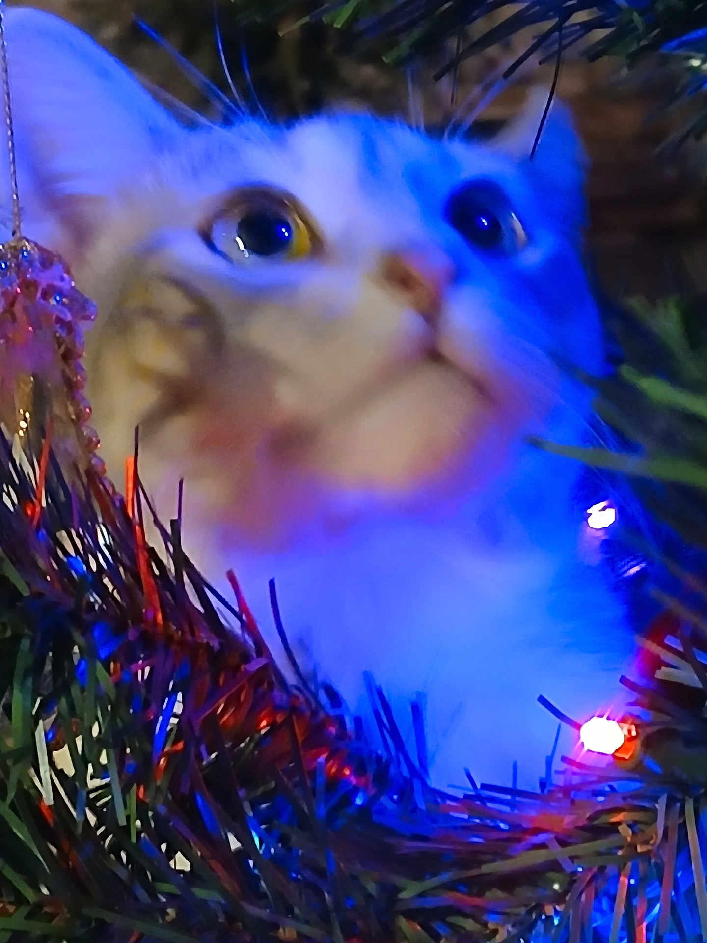 Love Bug joined the competition — help win amazing prizes! cat, close_up, christmas_tree, christmas_lights, ornament, holiday, festive, blue_light, whiskers, fur, curious, pet, animal, indoors, decoration, nature, greenery, blurred_background, colorful, soft_focus