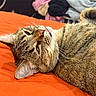 Spice joined the competition — help win amazing prizes! cat, tabby, pet, animal, feline, relaxing, orange_bedspread, whiskers, tongue_out, fur, indoor, sleepy, closeup, laying_down, cute, cozy, domestic_cat, rest, blurred_background, soft_light