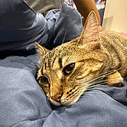 Spice is registered to the contest to win money with this photo: cat, tabby_cat, pet, animal, resting, sleepy, close_up, fur, whiskers, blanket, blue_blanket, indoor, person, gray_shirt, relaxation, soft_texture, comfort, home, feline, cute
