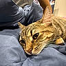 cat, tabby_cat, pet, animal, resting, sleepy, close_up, fur, whiskers, blanket, blue_blanket, indoor, person, gray_shirt, relaxation, soft_texture, comfort, home, feline, cute