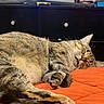 Spice joined the competition — help win amazing prizes! cat, tabby_cat, sleeping, orange_blanket, indoor, pet, feline, relaxed, cozy, paw, fur, domestic_animal, resting, bedroom, television, streaming_apps, couch, home, closeup, animal