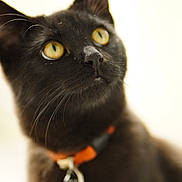 Salem joined the competition — help win amazing prizes! alert, animal, black_cat, cat, close_up, collar, curious, cute, domestic_cat, feline, focus_on_face, fur, indoor, looking_up, pet, portrait, soft_background, tag, whiskers, yellow_eyes