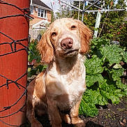 Bruno is registered to the contest to win money with this photo: dog, outdoor, garden, greenery, plant, post, string_lights, clothesline, sunlight, curious, pet, animal, fur, ears, snout, soil, leaf, nature, backyard, daylight