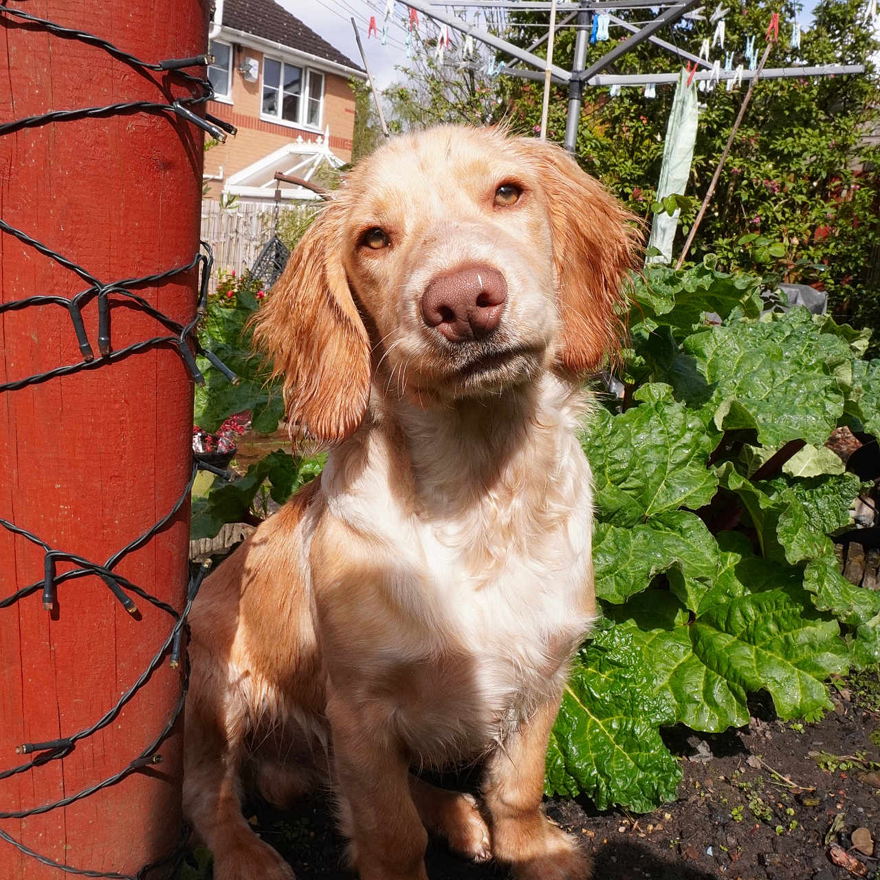 Bruno is registered to the contest to win money with this photo: animal, backyard, clothesline, curious, daylight, dog, ears, fur, garden, greenery, leaf, nature, outdoor, pet, plant, post, snout, soil, string_lights, sunlight
