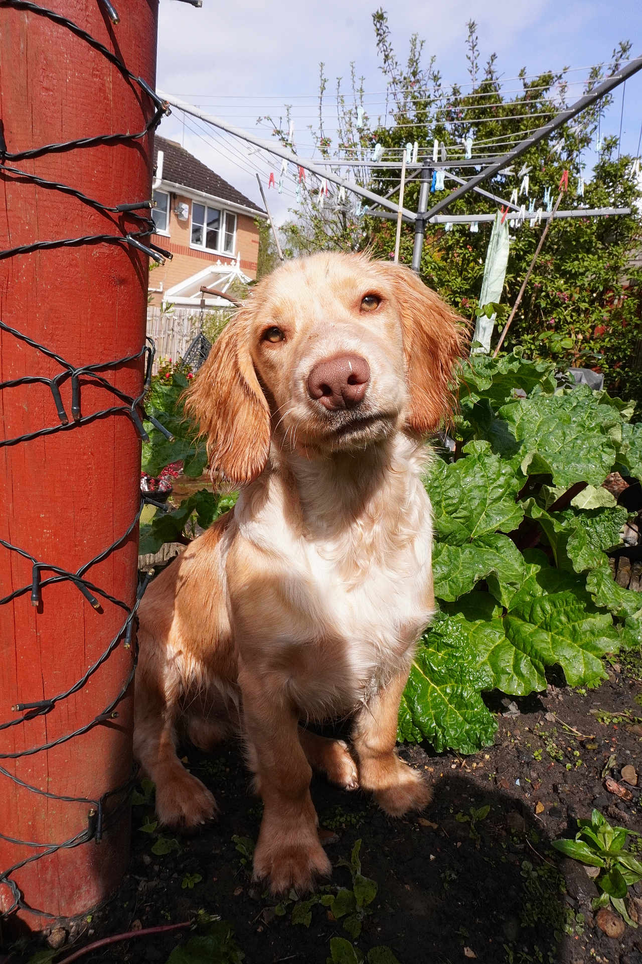 Bruno is registered to the contest to win money with this photo: dog, outdoor, garden, greenery, plant, post, string_lights, clothesline, sunlight, curious, pet, animal, fur, ears, snout, soil, leaf, nature, backyard, daylight