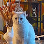 animal, cat, close_up, dog_statue, domestic, dried_flowers, ears, face, fur, furniture, home, indoor, pet, retro_decor, shelf, sitting, table, vase, whiskers, white_cat