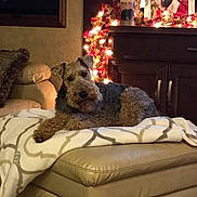 Ozzy joined the competition — help win amazing prizes! dog, blanket, leather_ottoman, living_room, christmas_lights, santa_portrait, holiday_decor, furniture, cozy, pet, indoor, brown_dog, decorations, soft_lighting, festive, relaxed, home, couch, warm_colors, calm