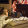 dog, blanket, leather_ottoman, living_room, christmas_lights, santa_portrait, holiday_decor, furniture, cozy, pet, indoor, brown_dog, decorations, soft_lighting, festive, relaxed, home, couch, warm_colors, calm